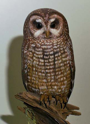 Northern Spotted  Owl Close up
