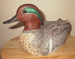 Green Wing teal